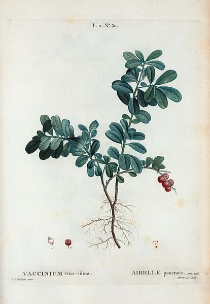 File:T2 30 Vaccinium vitis-idaea par Pierre-Joseph Redouté.jpeg