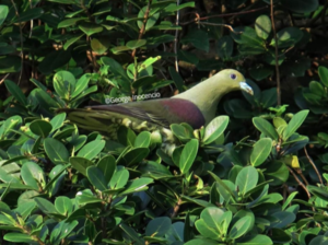 Taiwan Green Pigeon