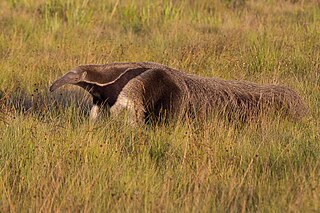 <span class="mw-page-title-main">Anteater</span> Mammals known for eating ants and termites