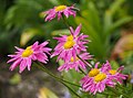 Tanacetum coccineum