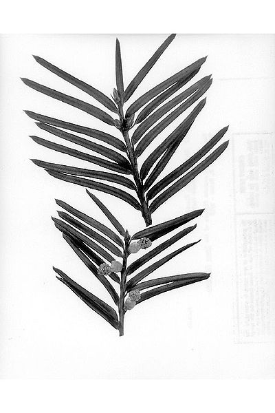 File:Taxus floridana cnf.jpg