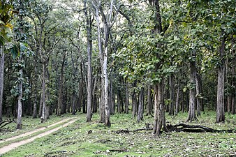 Teak forest with safari road