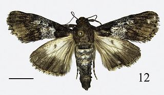 <i>Teliphasa amica</i> Species of moth