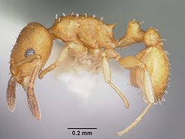 Temnothorax terrigena