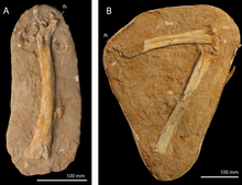 Assigned hindlimb elements Tethydraco hindlimb elements.PNG