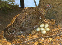 Uk: Neornithes Ik: Neognathae Öo: Galloanserae O: Galliformes F: Phasianidae Uf: Tetraoninae S: Tetrao A: Tetrao urogallus Uppstoppad tjäderhöna på Göteborgs Naturhistoriska Museum.