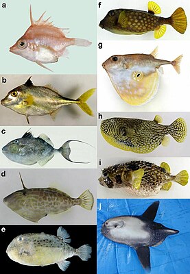 Diversi tipi di pesce palla delle dieci famiglie.  A sinistra dall'alto in basso: Triacanthodes anomalus, Triacanthus biaculeatus, Abalistes filamentosus, Thamnaconus hypargyreus, Kentrocapros aculeatus;  a destra: Ostracion immaculatus, Triodon macropterus, Arothron mappa, Diodon liturosus, Masturus lanceolatus