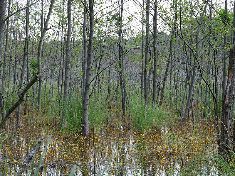 File:Teufelsbruch swamp with blooming Utricularia vulgaris 28.jpg