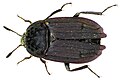 Thanatophilus sinuatus,female