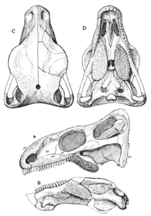 Skull of the related Edaphosaurus, showing its simpler jaws and teeth, as well as the location of the tooth plates characteristic of edaphosaurids The Osteology of the Reptiles p50.png