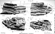 The Quarterly journal of the Geological Society of London (1913) (14804558953).jpg