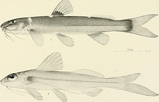 <i>Chasmocranus</i> Genus of fishes