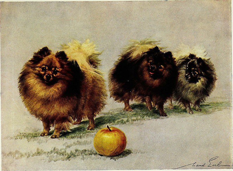 File:The new book of the dog; a comprehensive natural history of British dogs and their foreign relatives, with chapters on law, breeding, kennel management, and veterinary treatment (1907) (20551470549).jpg