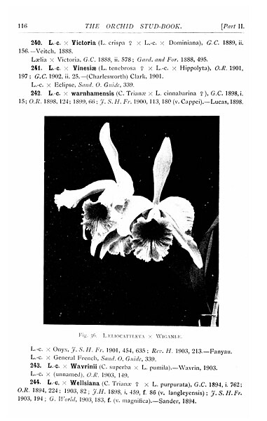 File The Orchid Stud Book An Enumeration Of Hybrid Orchids Of Artificial Origin With Their Parents Raisers Date Of First Flowering References To Descriptions And Figures And Synonymy With An Jpg Wikimedia Commons