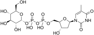 <span class="mw-page-title-main">Thymidine diphosphate glucose</span> Chemical compound