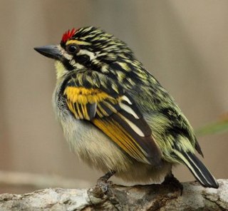 <span class="mw-page-title-main">Red-fronted tinkerbird</span> Species of bird