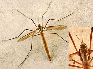 Tipula paludosa, un mosquito de la familia tipúlidos. El carácter más llamativo de los dípteros es la reducción del segundo par de alas, convertidas en balancines que funcionan como giróscopos, usados para controlar la dirección durante el vuelo.