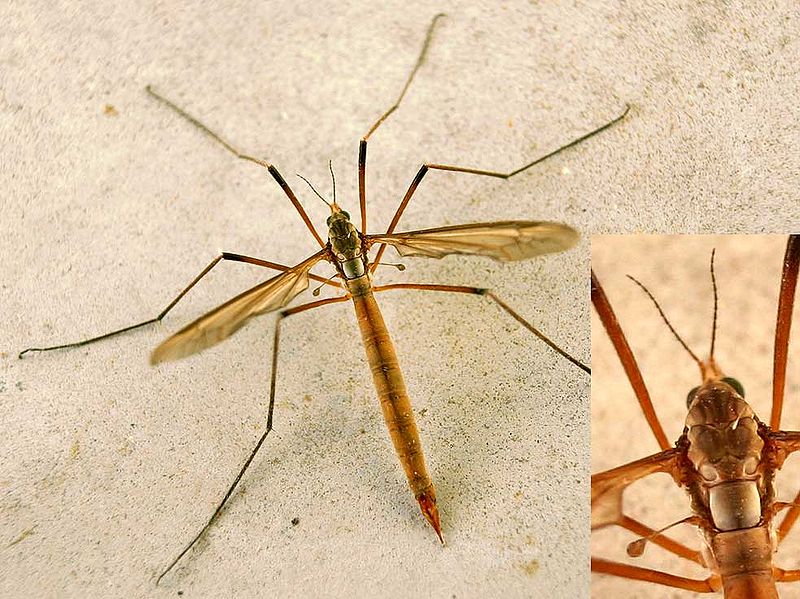 File:Tipula paludosa01.jpg