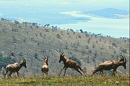 Topi dans le parc national de l'Akagera.jpg