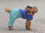 Миниатюра для Файл:Toy Poodle wearing clothes in Tokyo.jpg