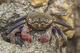 Episesarma chentongense (Tree-climbing crab)