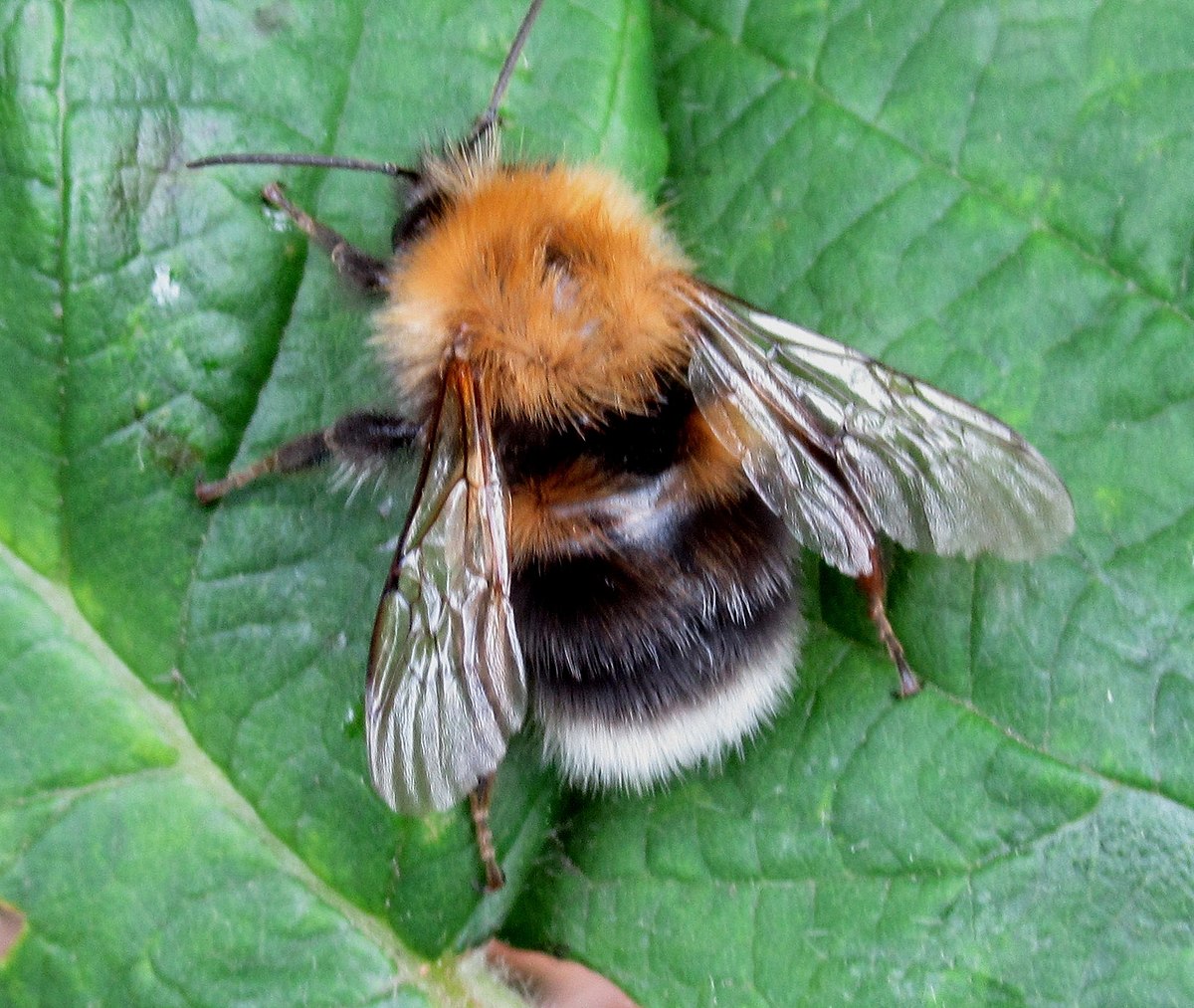 File:Bumblebee (8023382295).jpg - Wikimedia Commons