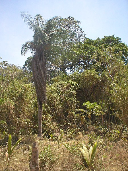File:Tree in Ometepe.jpg