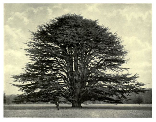 Plate 129: Lebanon Cedar at Goodwood