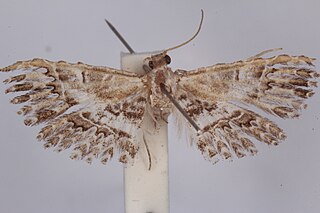 <i>Triscaedecia sulawesi</i> Species of moth