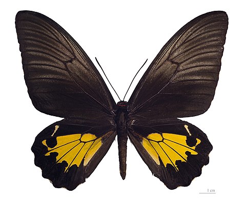 Museum specimen ♀ dorsal side