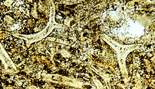 Light-microscope image of tuff as seen in thin section (long dimension is several mm): The curved shapes of altered glass shards (ash fragments) are well preserved, although the glass is partly altered. The shapes were formed about bubbles of expanding, water-rich gas. Tuff shards.jpg