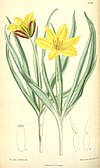 Tulipa tetraphylla.jpg