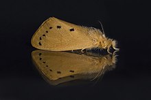 Tussock moth (Laelia sp.).jpg