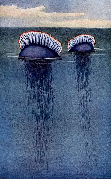 File:Two Portugese man of war (Physalia arethusa) drifting half-s Wellcome V0022097.jpg