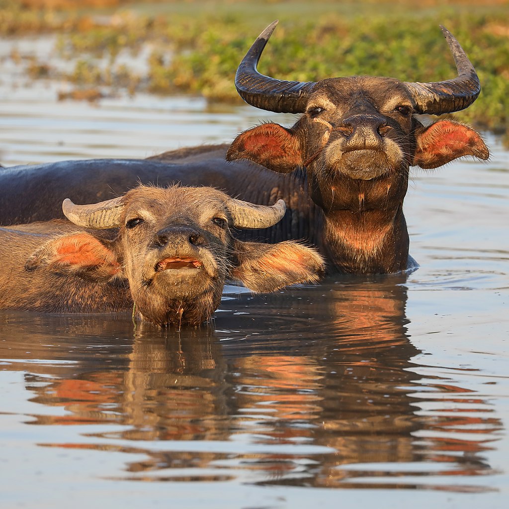 Two water buffaloes bathing at sunset.jpg