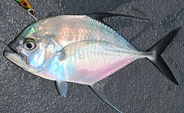 Ulua