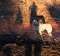 picture taken at Uluru (Ayers Rock), called dingo but more likely a mongrel