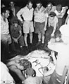 Undersides of a manta ray's wings skinned on the deck of the USS CHILTON, 1947 (DONALDSON 63).jpeg