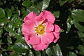 Unicef-Rose (Kordes 2005). JPG