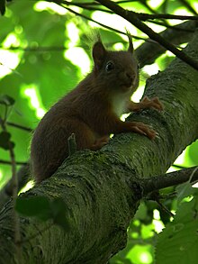 2011 Eichhörnchen