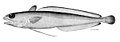 Urophycis cirrata