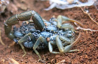 <i>Uroplectes olivaceus</i> Species of scorpion