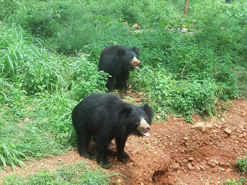 File:Ursus ursinus sloth bear at IGZoopark Visakhapatnam.JPG