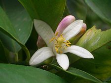 Blomme van de citroenboom