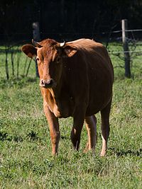 Vache Froment du Léon, Écomusée du pays de Rennes, Francie.jpg