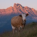 * Nomination A cow infront of the dents de Morcles in Switzerland. --Espandero 17:44, 9 July 2022 (UTC) * Promotion  Support Good quality. --JoachimKohler-HB 19:24, 9 July 2022 (UTC)