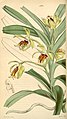 Vanda cristata plate 4304 in: Curtis's Bot. Magazine (Orchidaceae), vol. 73, (1847)