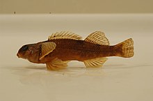 Variegate darter.jpg