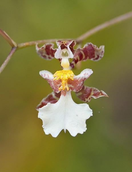 File:Venezuela - Orquídea en el pantepui.jpg