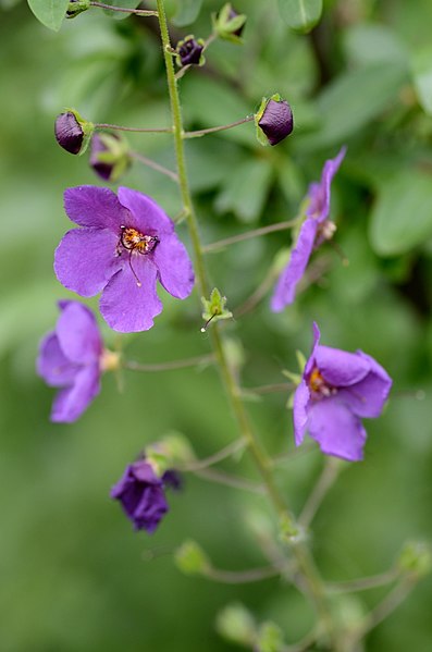 File:Verbascum phoeniceum (7350838592).jpg